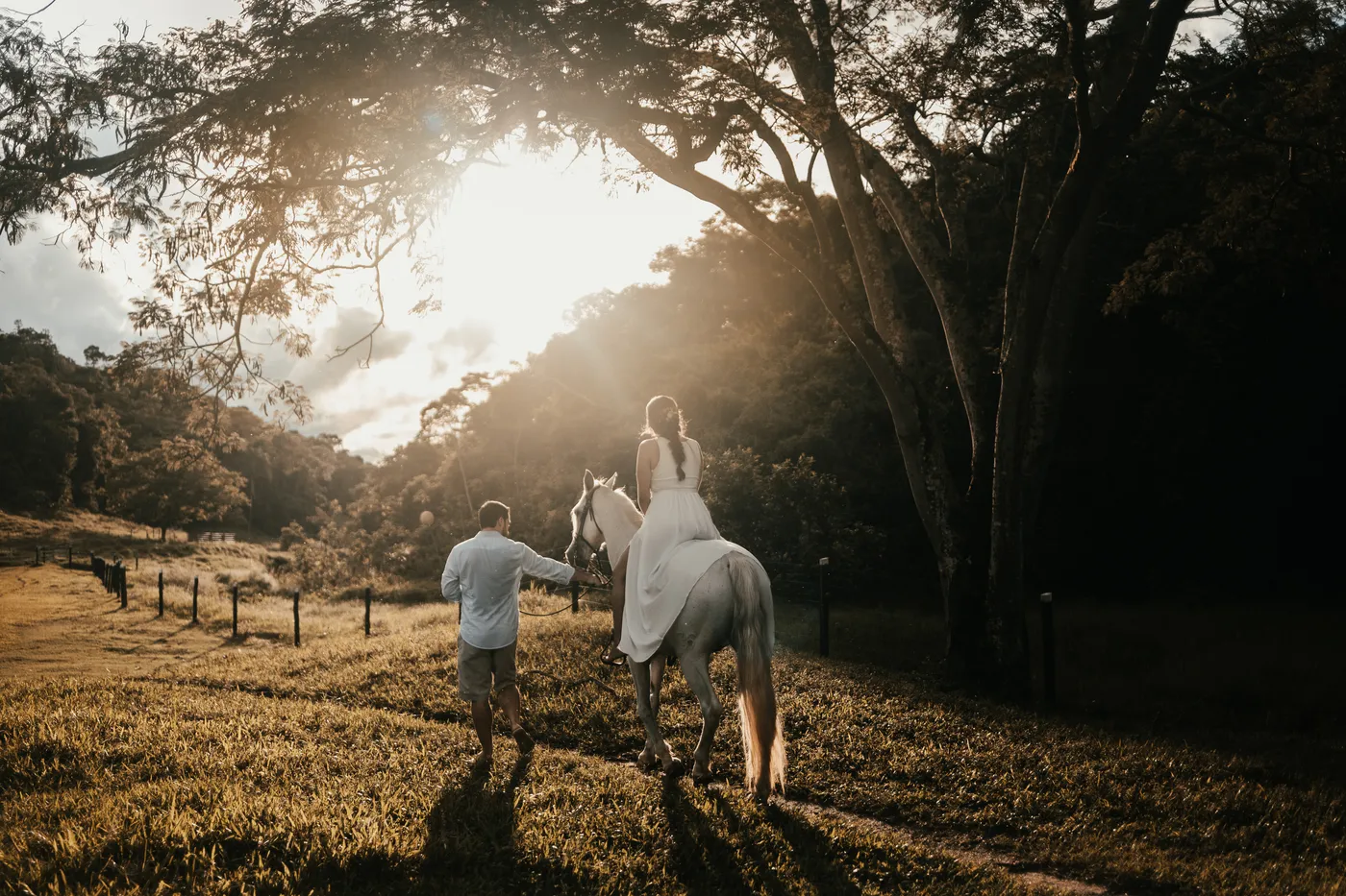 Paisagem rural com um cavalo e árvores contra a luz.